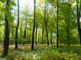 Релакс музыка - Лес